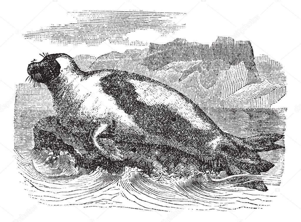 Harp seals (Phoca groenlandica) or Saddleback seal, vintage engr