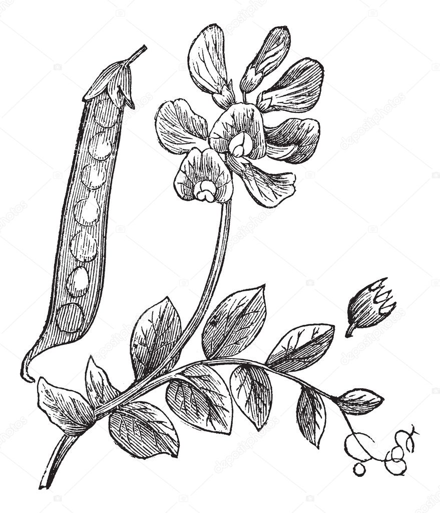 Peas or Pisum sativum, vintage engraving