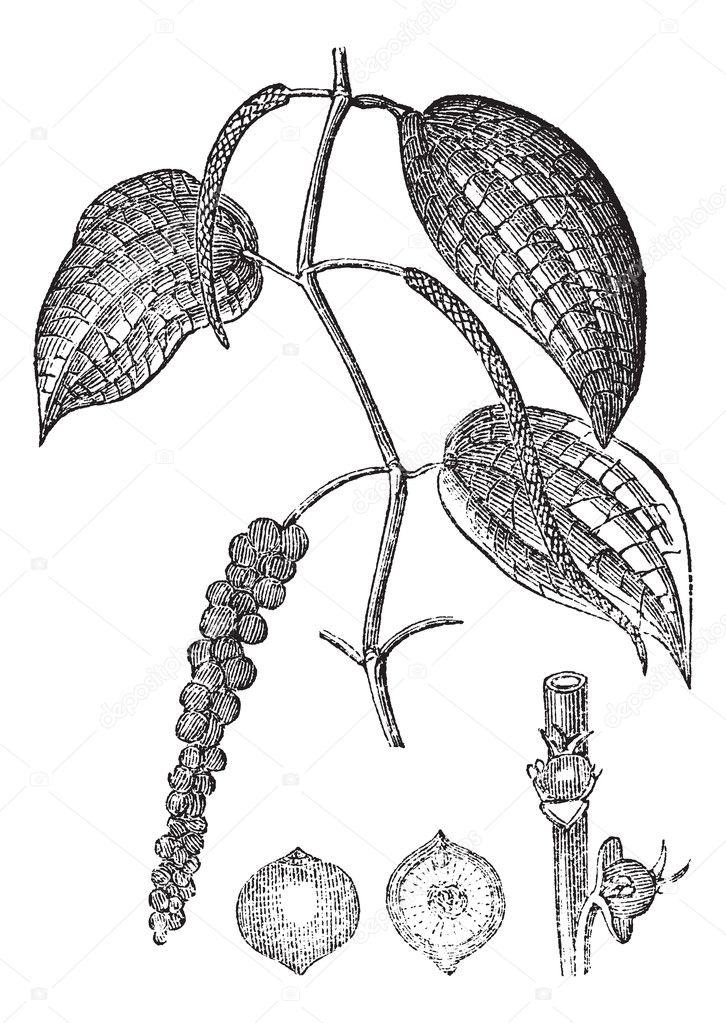 Black pepper or Piper nigrum, vintage engraving