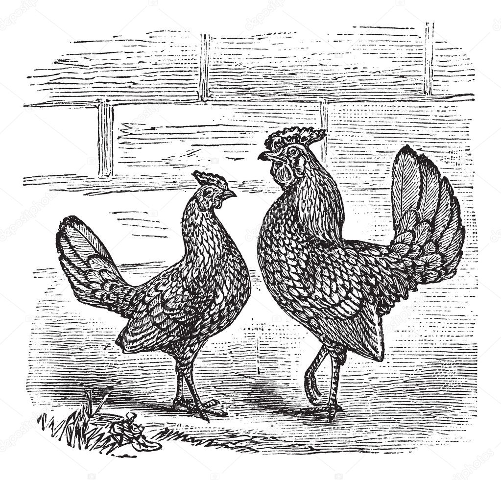 Two Bantam chicken vintage engraving