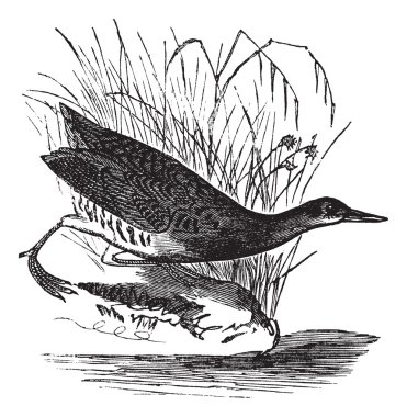 Rallus elegans or King rail vintage engraving clipart