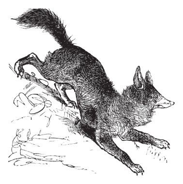 Red Fox or Vulpes vulpes vintage engraving clipart