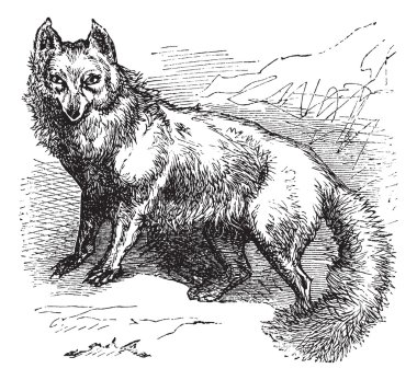 Arctic Fox or Vulpes lagopus vintage engraving clipart