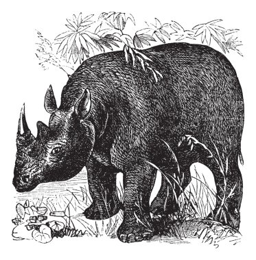 Black Rhinoceros or Diceros bicornis vintage engraving clipart