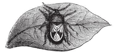 Rhyparochromidae or Seed bug vintage engraving clipart