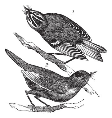 Golden-crowned Kinglet or Regulus satrapa and Ruby-crowned Kingl clipart