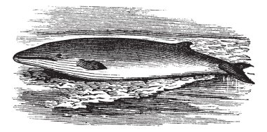 Fin whale or Balaenoptera physalus vintage engraving clipart