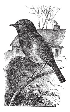 European Robin or Erithacus rubecula vintage engraving clipart