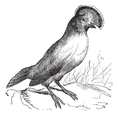 Guianan Cock-of-the-rock or Rupicola rupicola vintage engraving clipart