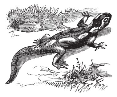 Spotted Salamander or Ambystoma maculatum vintage engraving clipart