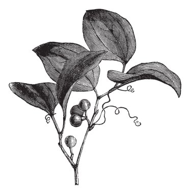 yaygın greenbriar veya saparma rotundifolia vintage oyma