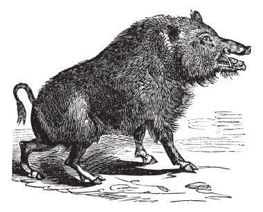 Wild boar or Sus scrofa vintage engraving clipart