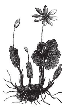 Bloodroot or Sanguinaria canadensis vintage engraving clipart