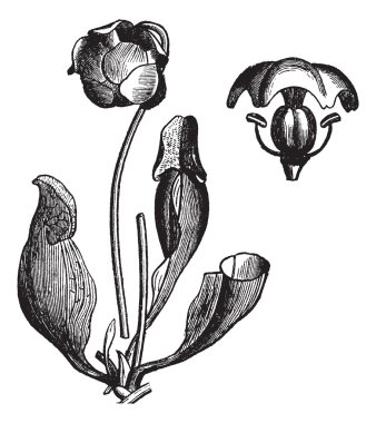 Purple pitcher plant or Sarracenia purpurea vintage engraving clipart