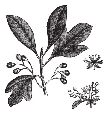 Sassafras veya sassafras albidum antika gravür