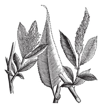 Shining Willow or Salix lucida vintage engraving clipart