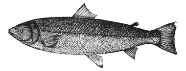 Atlantic salmon or Salmo salar vintage engraving clipart