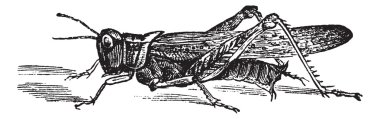 Rocky Mountain Locust or Melanoplus spretus vintage engraving clipart