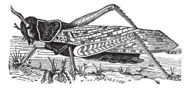 Göçmen locust veya locusta migratoria vintage oyma