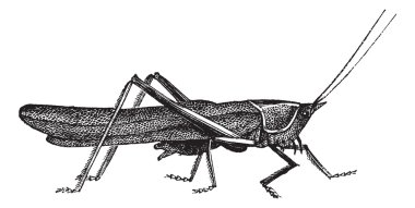 Meadow grasshopper or Chorthippus parallelus vintage engraving clipart