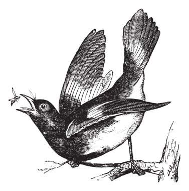 American Redstart or Setophaga ruticilla vintage engraving clipart