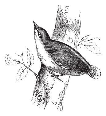 Bayağı sıvacı kuşu veya sitta europaea antika gravür