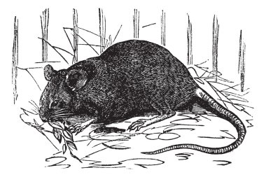 House mouse or Mus musculus vintage engraving clipart