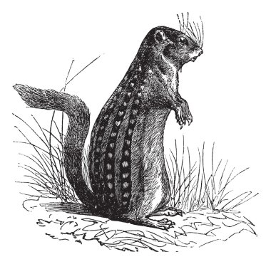 Thirteen-lined ground squirrel or Ictidomys tridecemlineatus vin clipart