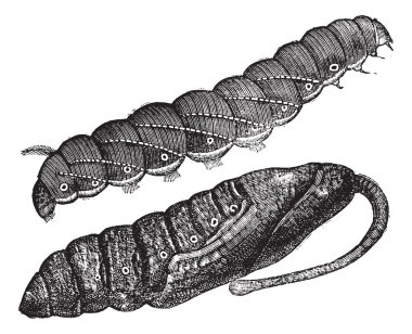 Larva and chrysalis of Sphinx quinquemaculatus vintage engraving clipart