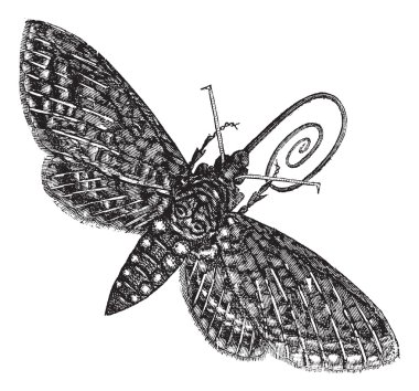 Hawk-Moth or Sphinx quinquemaculatus vintage engraving clipart