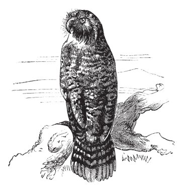 kakapo veya strigops habroptila vintage oyma