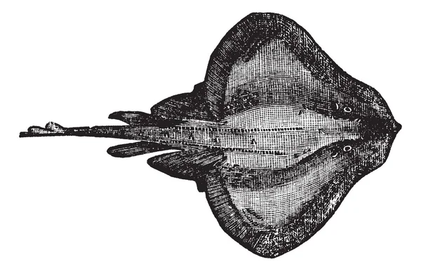 Barndoor 스케이트 또는 Dipturus laevis 빈티지 조각 — 스톡 벡터
