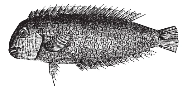 Perlrasierfisch oder Xyrichtys novacula Vintage Gravur — Stockvektor
