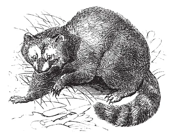 Raccoon or Procyon lotor vintage engraving — Stock Vector