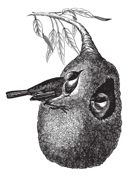 欧洲 penduline 山雀或 remiz pendulinus 复古雕刻 — 图库矢量图片