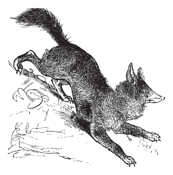 Red fox nebo vulpes vulpes vinobraní gravírování — Stockový vektor
