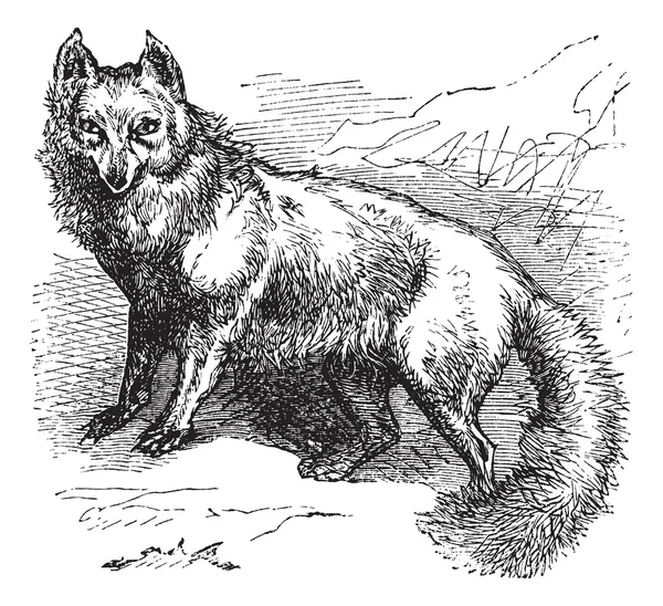 Incisione vintage Arctic Fox o Vulpes lagopus — Vettoriale Stock