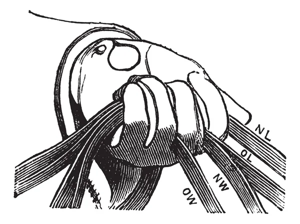 Fyra tyglarna av ridning i hand vintage gravyr — Stock vektor