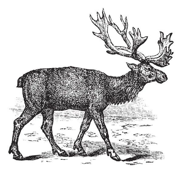 stock vector Reindeer or Rangifer tarandus vintage engraving