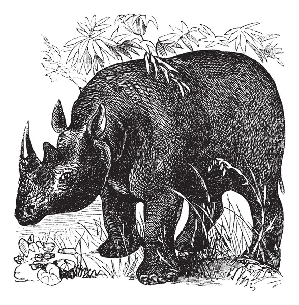 黑犀牛或 diceros 二角复古雕刻 — 图库矢量图片