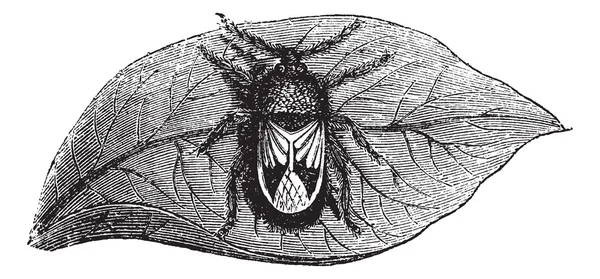 Rhyparochromidae or Seed bug vintage engraving — Stock Vector
