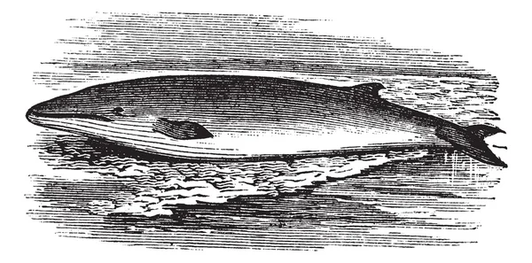Oluklu balina veya balaenoptera physalus antika gravür — Stok Vektör