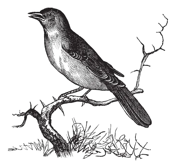 Nightingale ou Luscinia megarhynchos gravura vintage —  Vetores de Stock