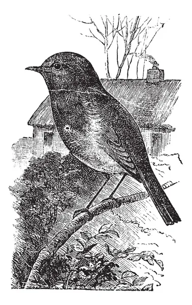 Europese robin of erithacus rubecula vintage gravure — Stockvector