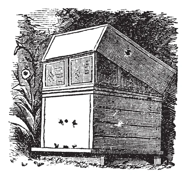 Gravure vintage ruche ou ruches — Image vectorielle