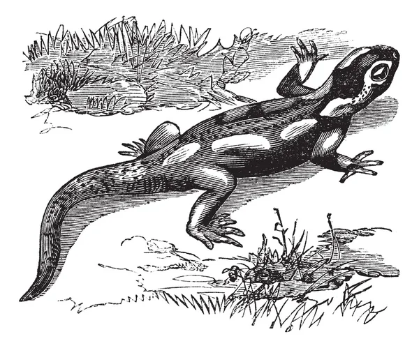 Gefleckter Salamander oder Ambystoma maculatum — Stockvektor