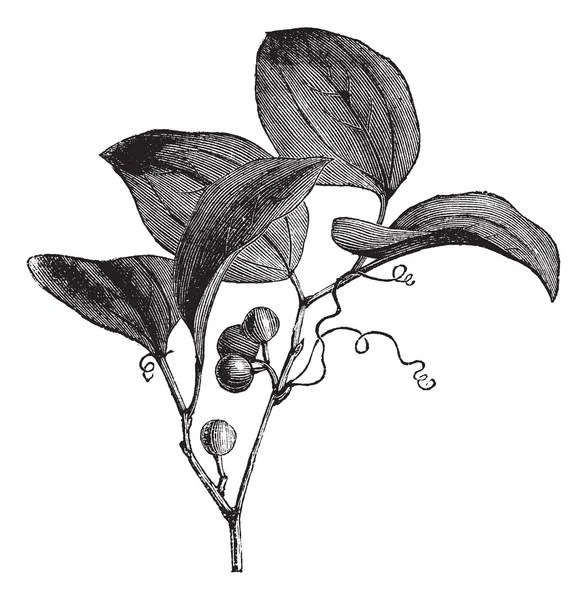 Gravura comum Greenbriar ou Smilax rotundifolia vintage — Vetor de Stock