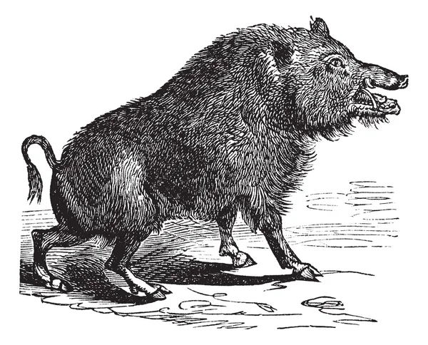 Wildschwein oder Scrofa-Vintage-Gravur — Stockvektor