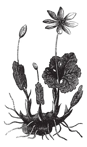 Grabado vintage Bloodroot o Sanguinaria canadensis — Vector de stock