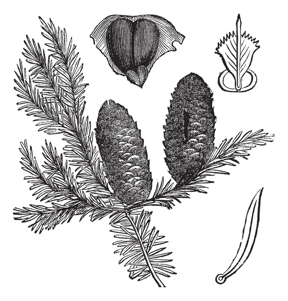 Balsam fir or Abies balsamea vintage engraving — Stock Vector